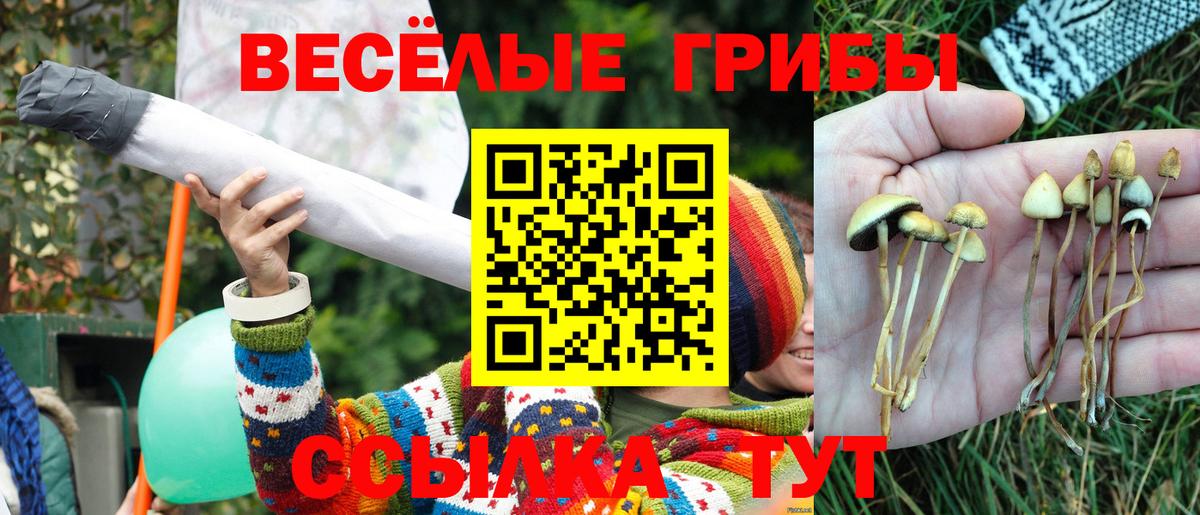 Псилоцибиновые грибы Psilocybine cubensis Углич